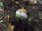 Bükkfa-tapló (Fomes fomentarius), Budai-hegység